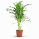 Plante d'intérieur - Palmier doré - Dypsis Lutescens Areca - Vert - Entretien facile - 1 Plante - Pot 21cm - Hauteur 90 - 100cm