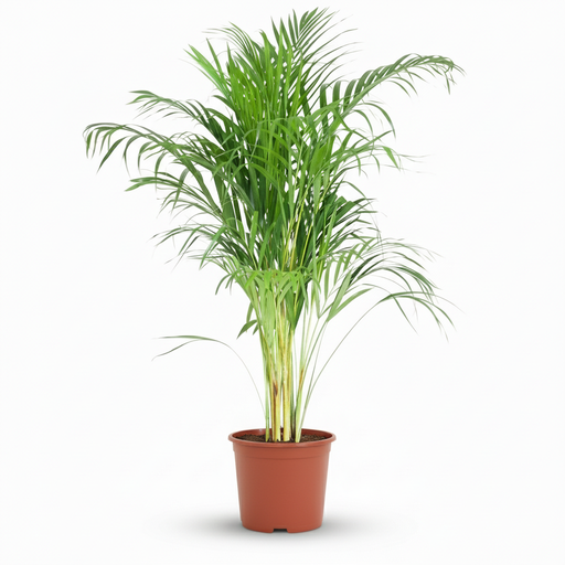 "Plante d'intérieur - Palmier doré - Dypsis Lutescens Areca - Vert - Entretien facile - 1 Plante - Pot 21cm - Hauteur 90 - 100cm image"