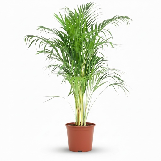 "Goldfruchtpalme (Dypsis lutescens) – pflegeleichte Zimmerpflanze, Topf-Ø 21 cm, Höhe ca. 100 cm image"