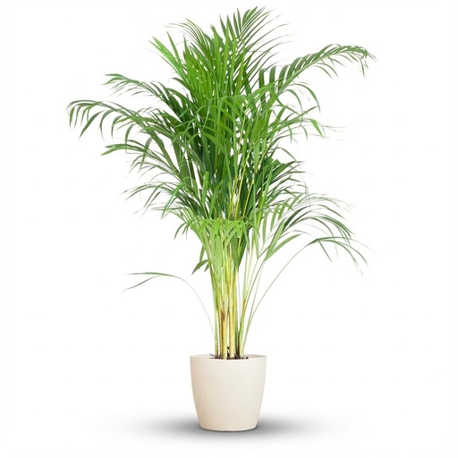 "Goldfruchtpalme (Areca) – pflegeleichte Zimmerpflanze, Höhe ca. 100 cm image"