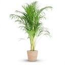 Areca Palm (Dypsis) mit Zeegras-Korb natur - 100cm - Ø21