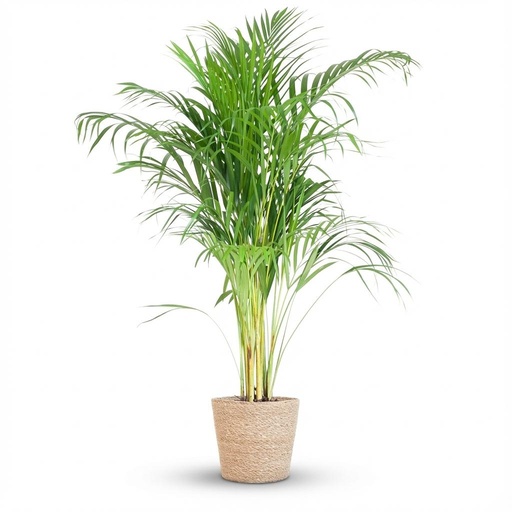 "Areca Palm (Dypsis) mit Zeegras-Korb natur - 100cm - Ø21 image"
