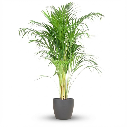 "Areca Palm (Dypsis) mit Potter Grau - 100cm - Ø21 image"
