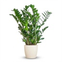 Zamioculcas Zamiifolia mit Potter Weiß  - 80cm - Ø21