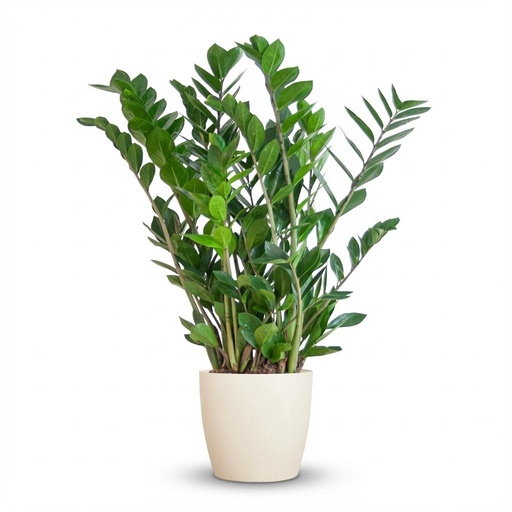 "Zamioculcas Zamiifolia mit Potter Weiß  - 80cm - Ø21 image"