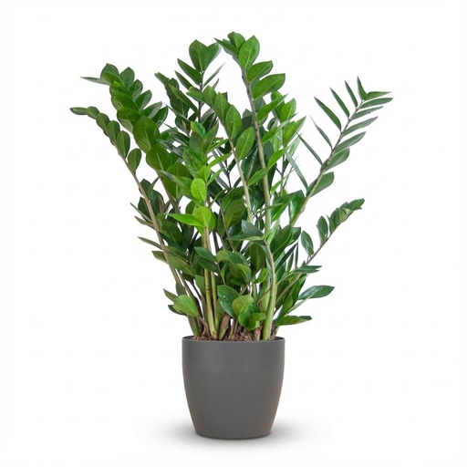 "Zamioculcas Zamiifolia mit Potter Grau - 80cm - Ø21 image"