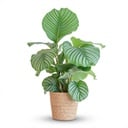 Calathea Orbifolia mit Zeegras-Korb natur  - 65cm - Ø21