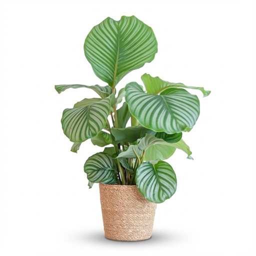 "Calathea Orbifolia mit Zeegras-Korb natur  - 65cm - Ø21 image"