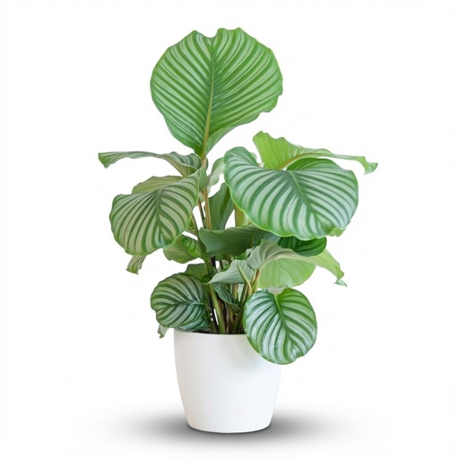"Calathea Orbifolia  mit Potter Weiß  - 65cm - Ø21 image"