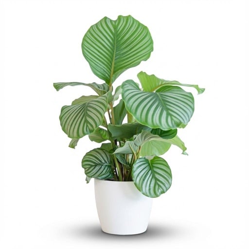 "Rundblättrige Korbmarante (Calathea orbifolia) – pflegeleichte Zimmerpflanze, Höhe ca. 65 cm image"
