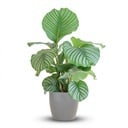 Calathea Orbifolia  mit Potter grau - 65cm - Ø21