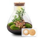 DIY Pflanzen Terrarium mit Licht - Sam XL Bonsai - Ø 30 cm ↑ 32 cm