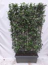 Photinia fraseri 'Carré Rouge' - Fertighecke - 120 x 180 cm