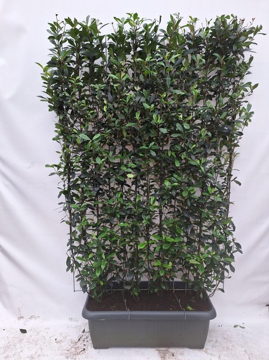 "Photinia fraseri 'Carré Rouge' - Fertighecke - 120 x 180 cm image"