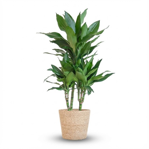 "Dracaena  Janet Lindt mit Zeegras-Korb natur - 95cm - Ø21 image"