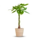Pachira Aquatica mit Zeegras-Korb natur  - 80cm - Ø21