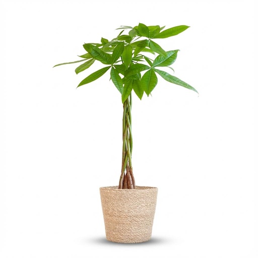 "Pachira Aquatica mit Zeegras-Korb natur  - 80cm - Ø21 image"