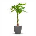 Pachira Aquatica mit Potter Grau - 80cm - Ø21