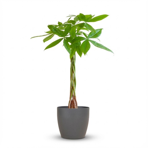 "Pachira Aquatica mit Potter Grau - 80cm - Ø21 image"