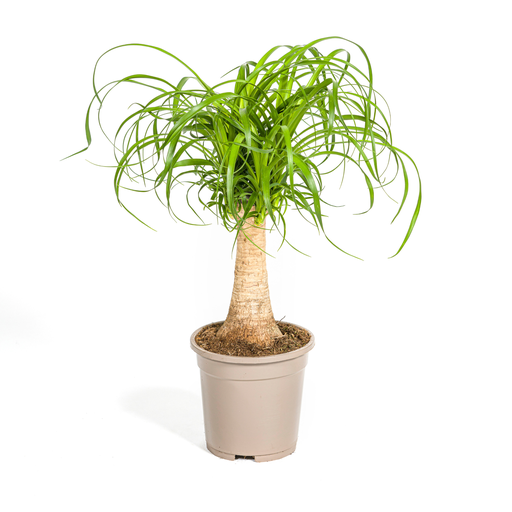 "Beaucarnea Recurvata Stamm Ø17cm - ↕40 - 60cm image"
