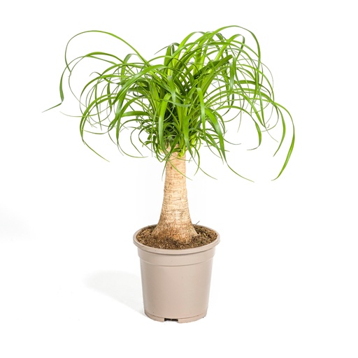 "Elefantenfuß 'Stamm' (Beaucarnea recurvata) – pflegeleichte Zimmerpflanze, Topf-Ø 17 cm, Höhe ca. 40–60 cm image"