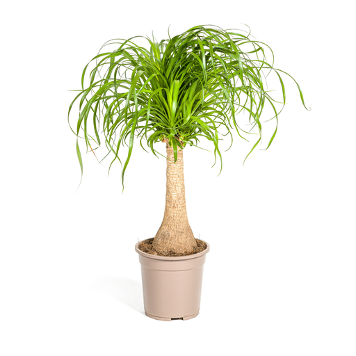 "Beaucarnea Recurvata Stamm Ø21cm - ↕60 - 80cm image"