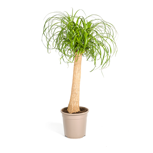 "Beaucarnea Recurvata Stam Ø24cm - ↕80 - 100cm image"