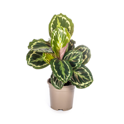 "Korbmarante (Calathea medallion) – pflegeleichte Zimmerpflanze, Topf-Ø 17 cm, Höhe ca. 17 cm image"