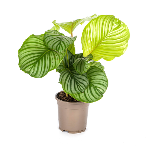 "Calathea Orbifolia Ø17cm - ↕40 - 50cm image"