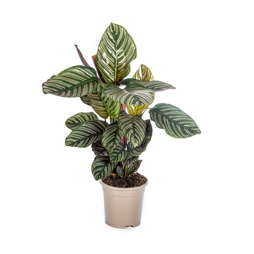 "Calathea Ornata Sanderiana Ø17cm - ↕40 - 50cm image"