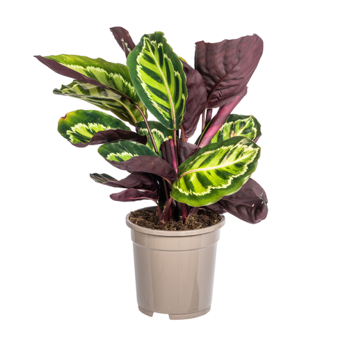 "Calathea Roseopicta Ø17cm - ↕40 - 50cm image"