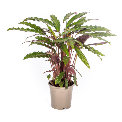 "Calathea Rufibarba Ø17cm - ↕40 - 50cm image"
