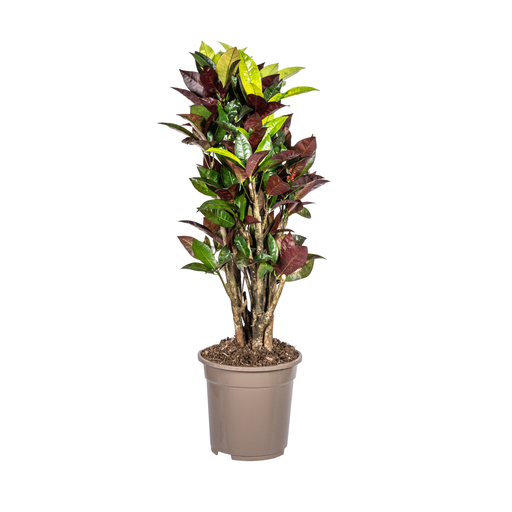 "Codiaeum 'Croton' Iceton Ø21cm - ↕60 - 80cm image"