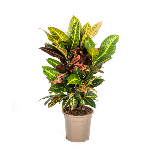 "Codiaeum 'Croton' Petra Ø17cm - ↕40 - 60cm image"