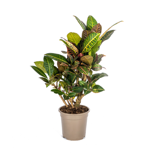 "Codiaeum 'Croton' Petra Ø21cm - ↕60 - 80cm image"