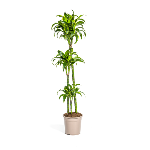 "Drachenbaum (Dracaena deremensis) – pflegeleichte Zimmerpflanze, Topf-Ø 24 cm, Höhe ca. 24 cm image"