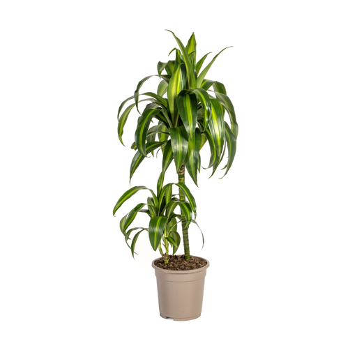 "Dracaena Deremensis Hawaiian Sunshine Ø19cm - ↕70 - 90cm image"