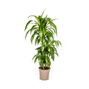Dracaena Deremensis Hawaiian Sunshine Ø21cm - ↕90 - 110cm