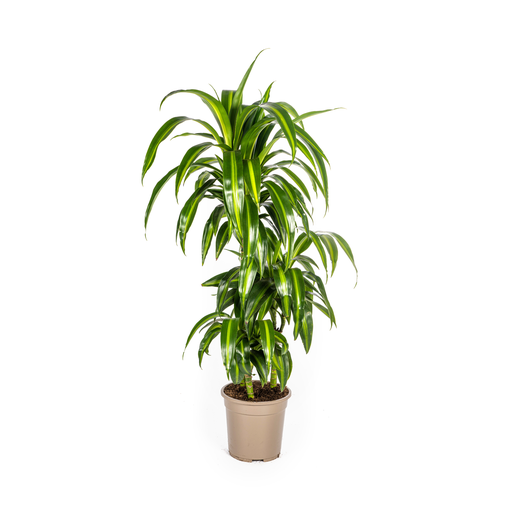 "Dracaena Deremensis Hawaiian Sunshine Ø21cm - ↕90 - 110cm image"