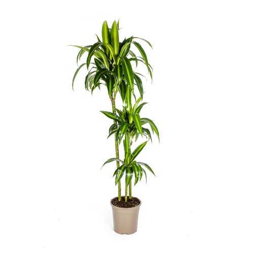 "Dracaena Deremensis Hawaiian Sunshine Ø24cm - ↕130 - 150cm image"