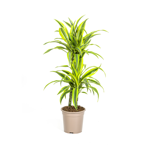 "Dracaena Deremensis Lemon Lime Ø19cm - ↕70 - 90cm image"