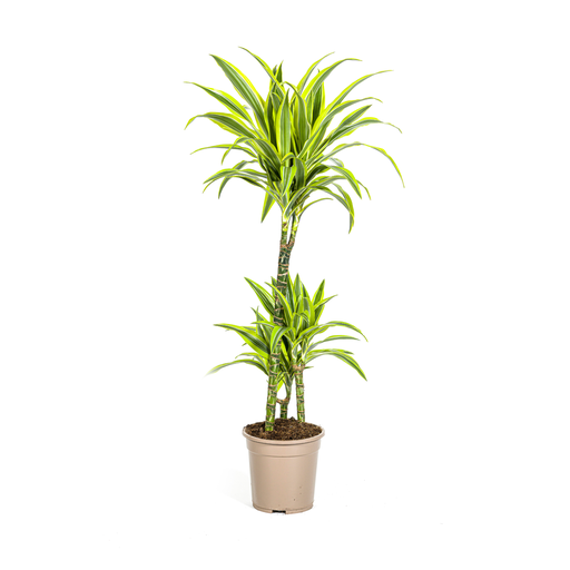 "Dracaena Deremensis Lemon Lime Ø21cm - ↕90 - 110cm image"