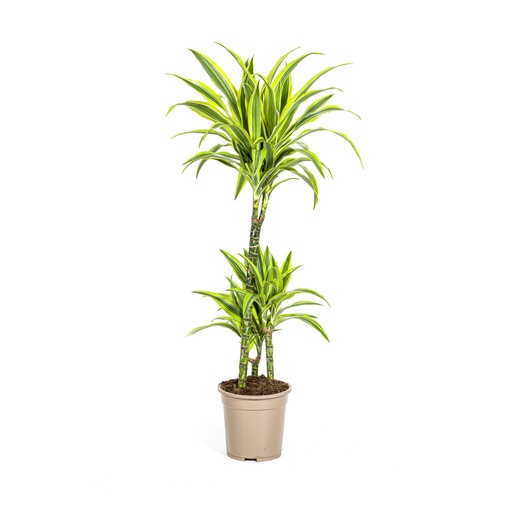"Drachenbaum 'Lemon Lime' (Dracaena deremensis) – pflegeleichte Zimmerpflanze, Topf-Ø 21 cm, Höhe ca. 90–110 cm image"