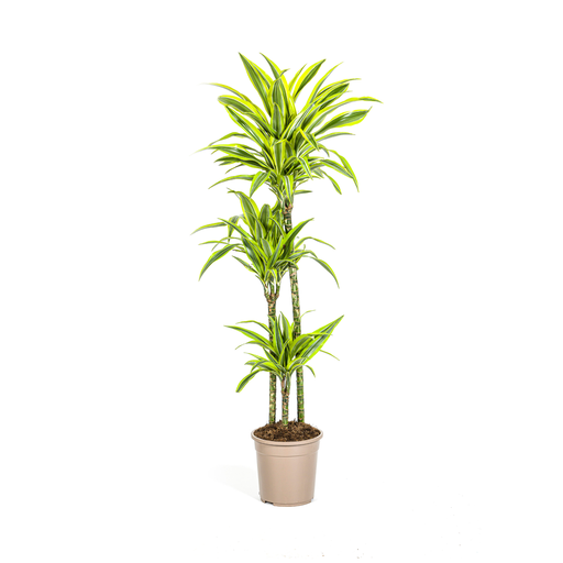 "Dracaena Deremensis Lemon Lime Ø24cm - ↕130 - 150cm image"