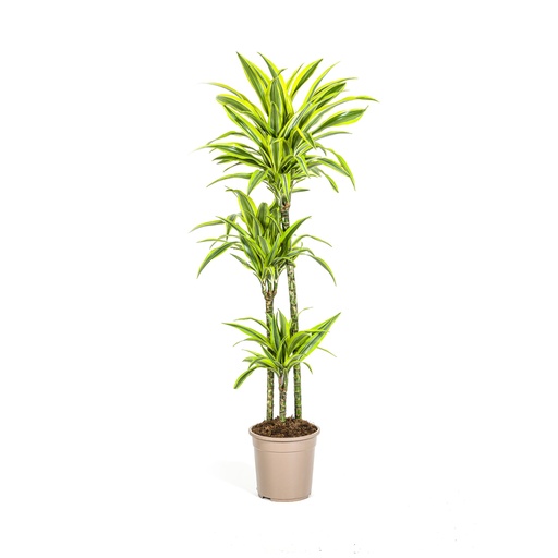 "Drachenbaum 'Lemon Lime' (Dracaena deremensis) – pflegeleichte Zimmerpflanze, Topf-Ø 24 cm, Höhe ca. 130–150 cm image"