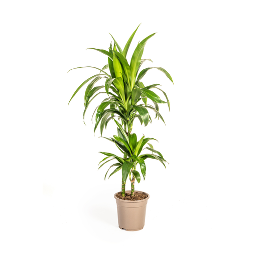 "Dracaena Deremensis Lisa Ø19cm - ↕70 - 90cm image"