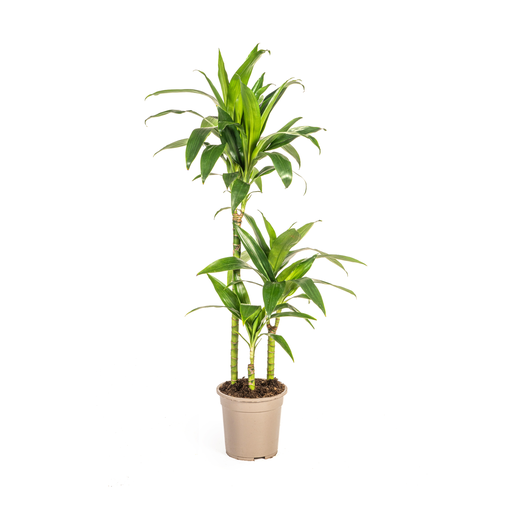 "Drachenbaum (Dracaena deremensis) – pflegeleichte Zimmerpflanze, Topf-Ø 21 cm, Höhe ca. 21 cm image"