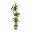 Dracaena Deremensis Lisa Ø24cm - ↕130 - 150cm