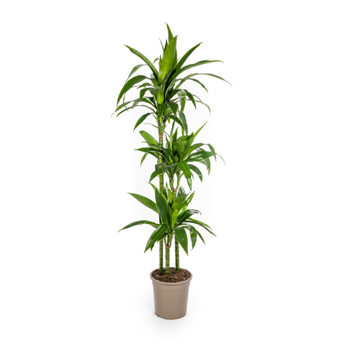 "Dracaena Deremensis Lisa Ø24cm - ↕130 - 150cm image"