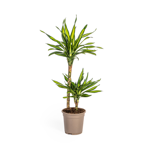 "Dracaena Deremensis Rikki Ø19cm - ↕70 - 90cm image"